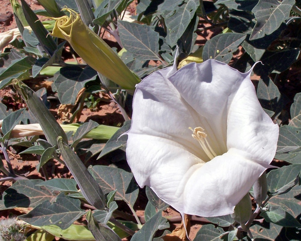 Plants - Datura wrightii sacred thornapple, sacred datura