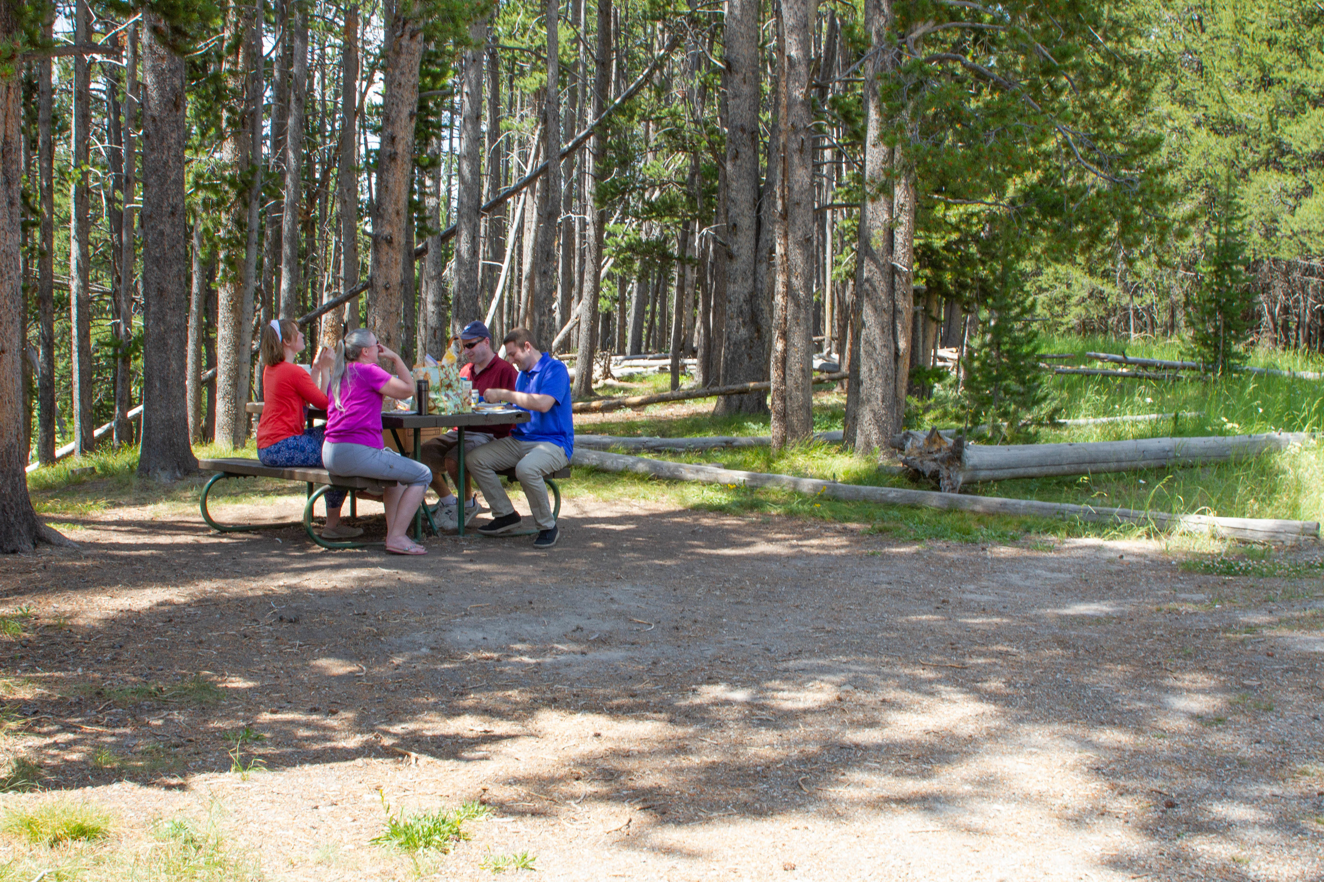 Four people sit at a picnic table eating lunch with lodgepole pine trees in the background.