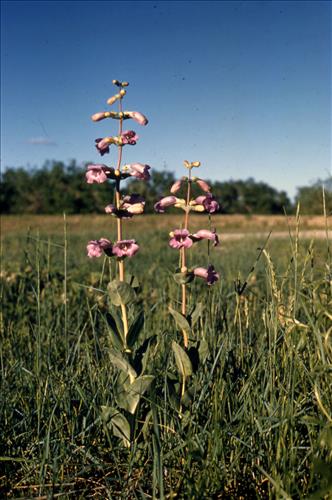 Badlands Flowers: Red, Pink, Blue