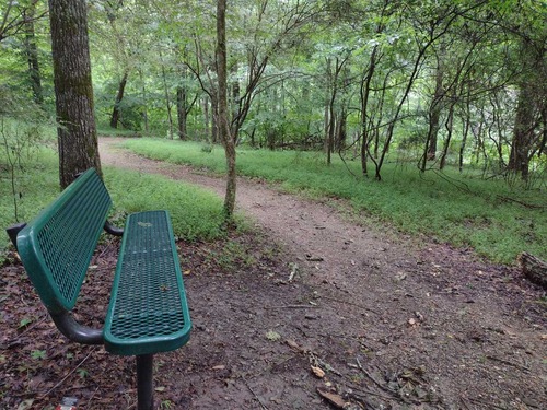 A green metal bench along a dirt trail through open forest.