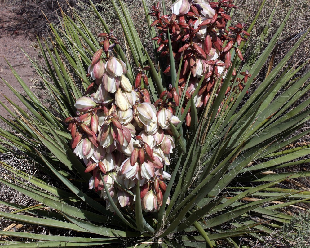 Plants - Yucca baccata banana yucca