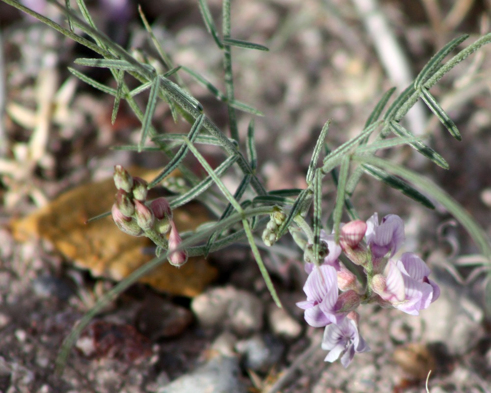 Astragalus ceramicus var ceramicus painted milkvetch