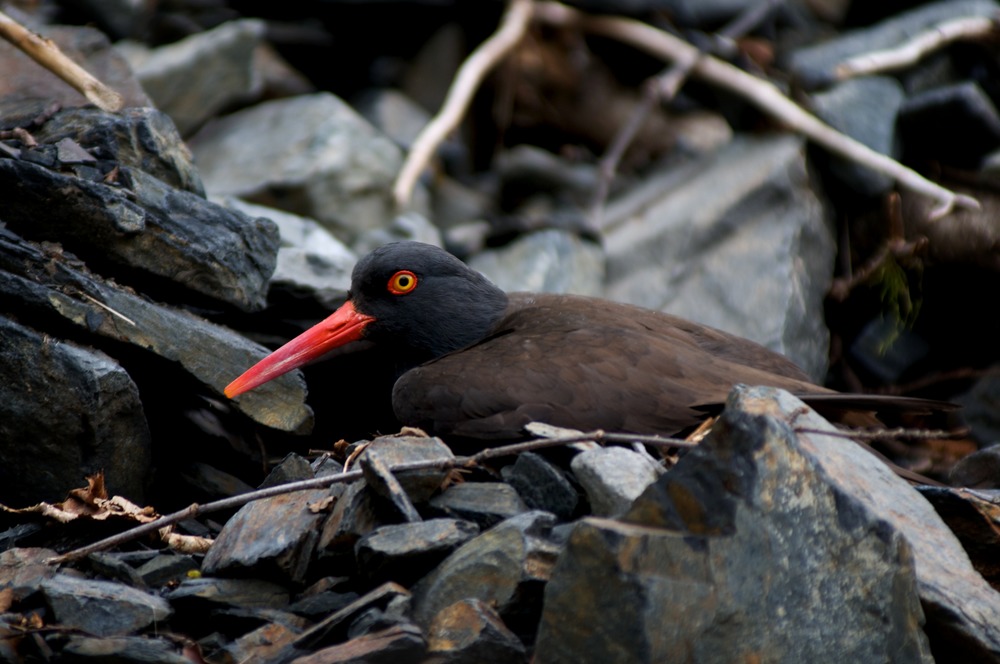 Black Oyster Catcher