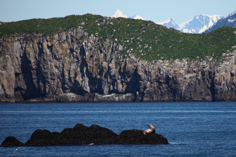 Steller sea lion