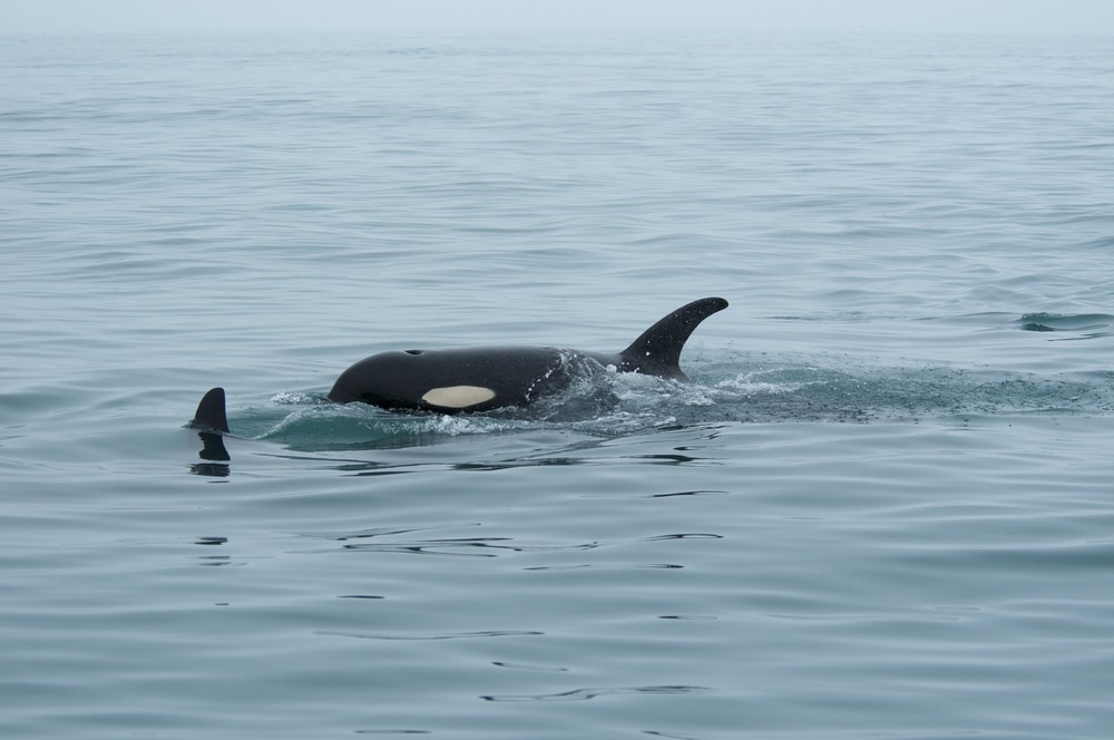 Orca_4