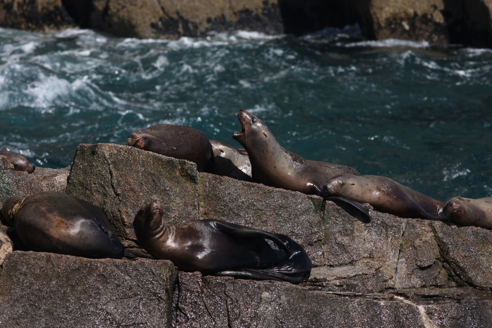 Steller sea lions