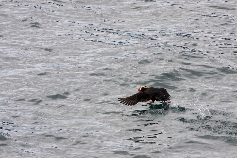 Tufted Puffin