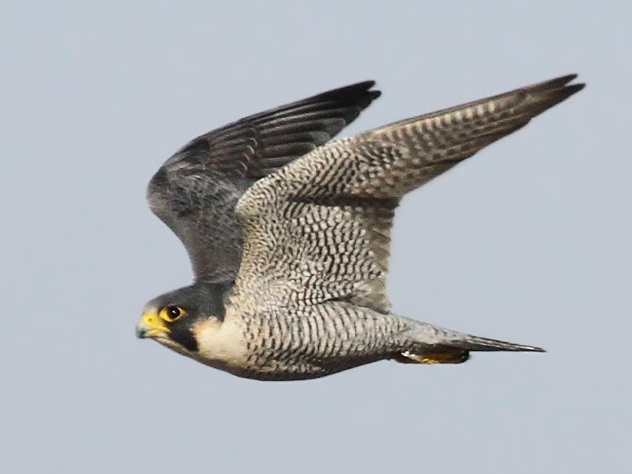 bird with gray speckled underwings in flight