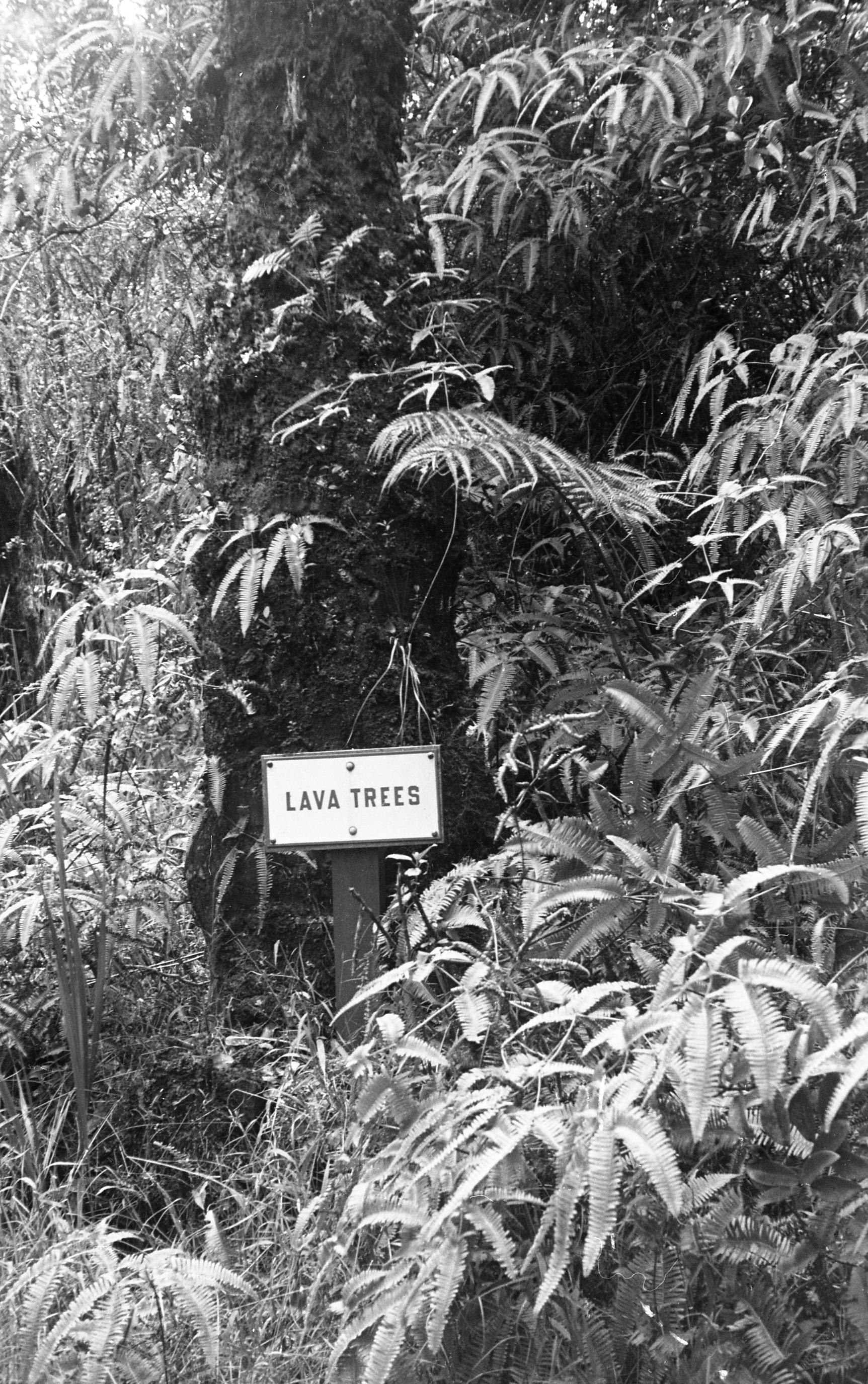 A black and white image of a lava tree mold. In the lower half of the image there is a sign in front of the lava tree that reads, "LAVA TREES." The tree trunk has been covered in lava making it a dark black column that extends from the middle of the image to the top. There are ferns surrounding the lava tree mold.
