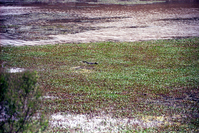 ARPO Animals Alligator10. 