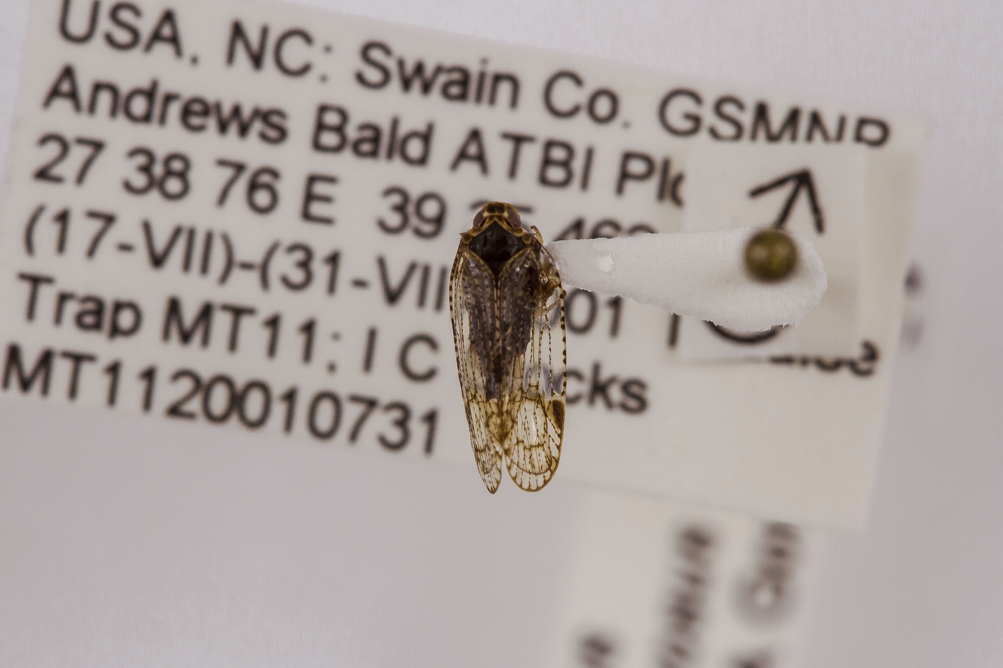 Image of Cixius nervosus, a species of Animalia