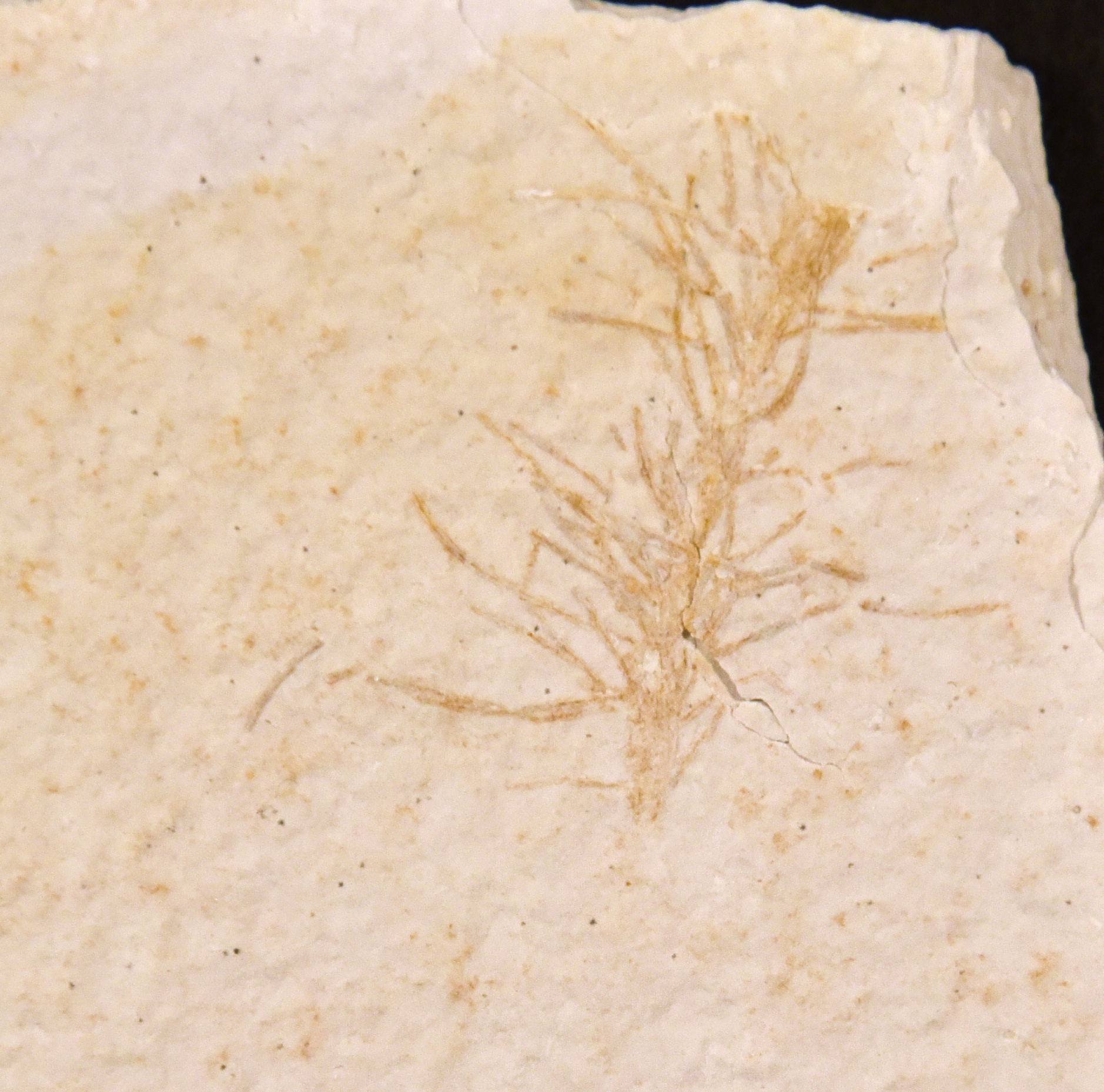 A tan stone with a darker shade of tan fossil. The fossil has a central stem with a bunch of thin lines radiating from it at all angles. The edge of the rock is visible at the top right corner.