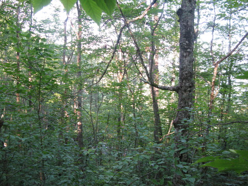 GRSM Accuracy Assessment. Plot Code: GRSM_AA_0251_5