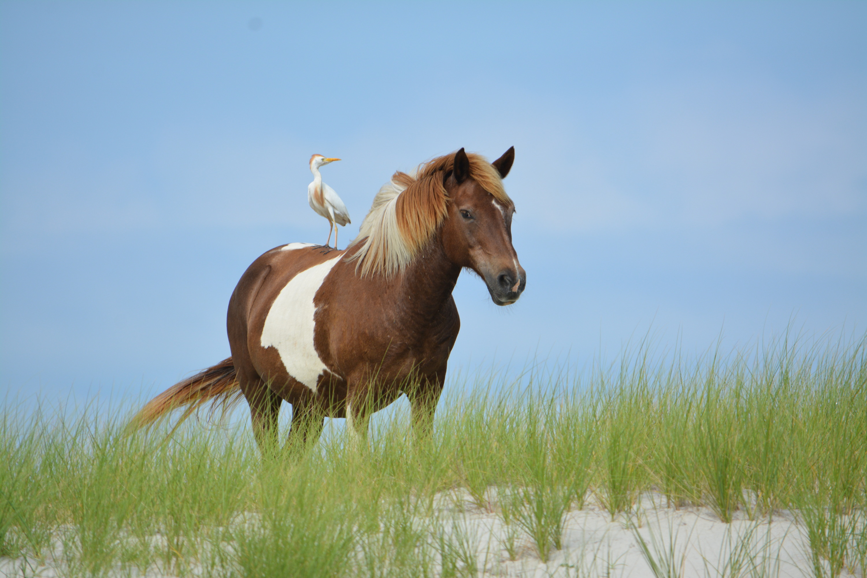 Horse with cattle egret perched on its back, standing on top of dune 