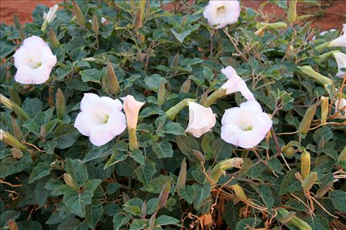 Canyon de Chelly National Monument -- Vegetation