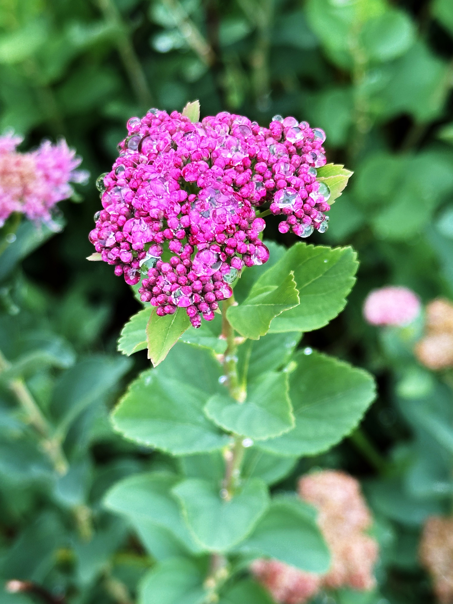 A shrub branch with alternating, toothed leaves topped in a cluster of pink blooms sparkling with raindrops. 
