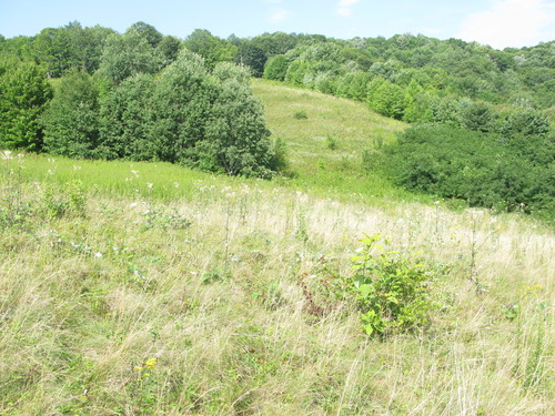 GRSM Accuracy Assessment. Plot Code: GRSM_AA_0181_5