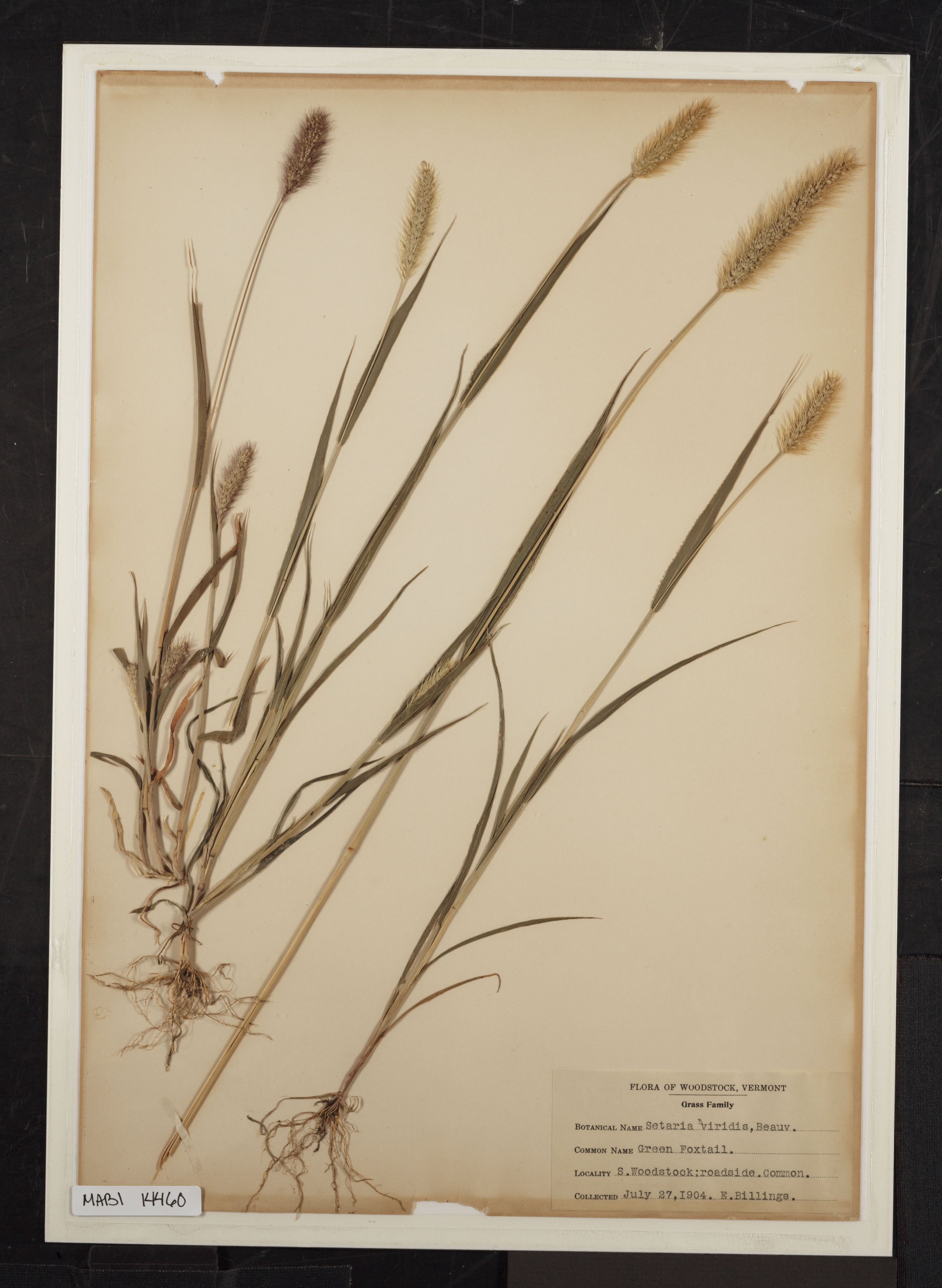 Preserved biological specimen on paper.