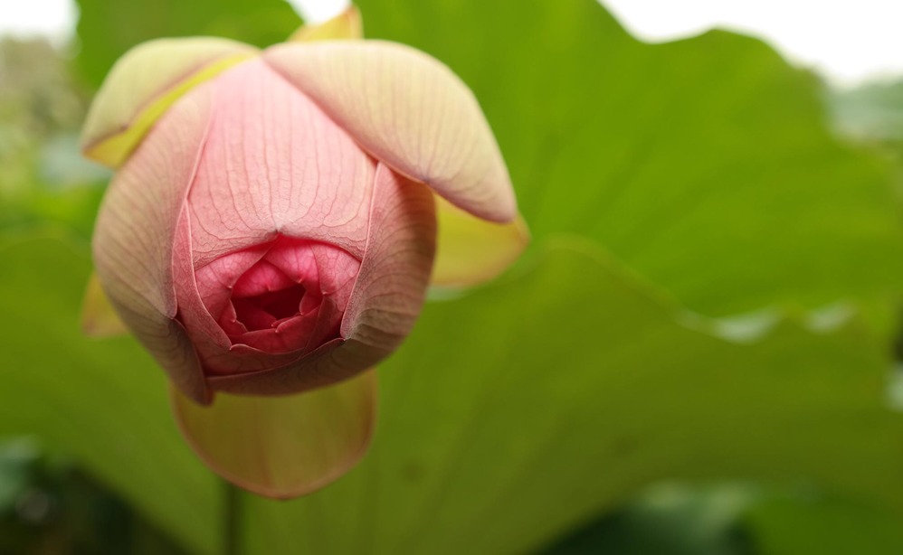 Kenilworth Aquatic Gardens