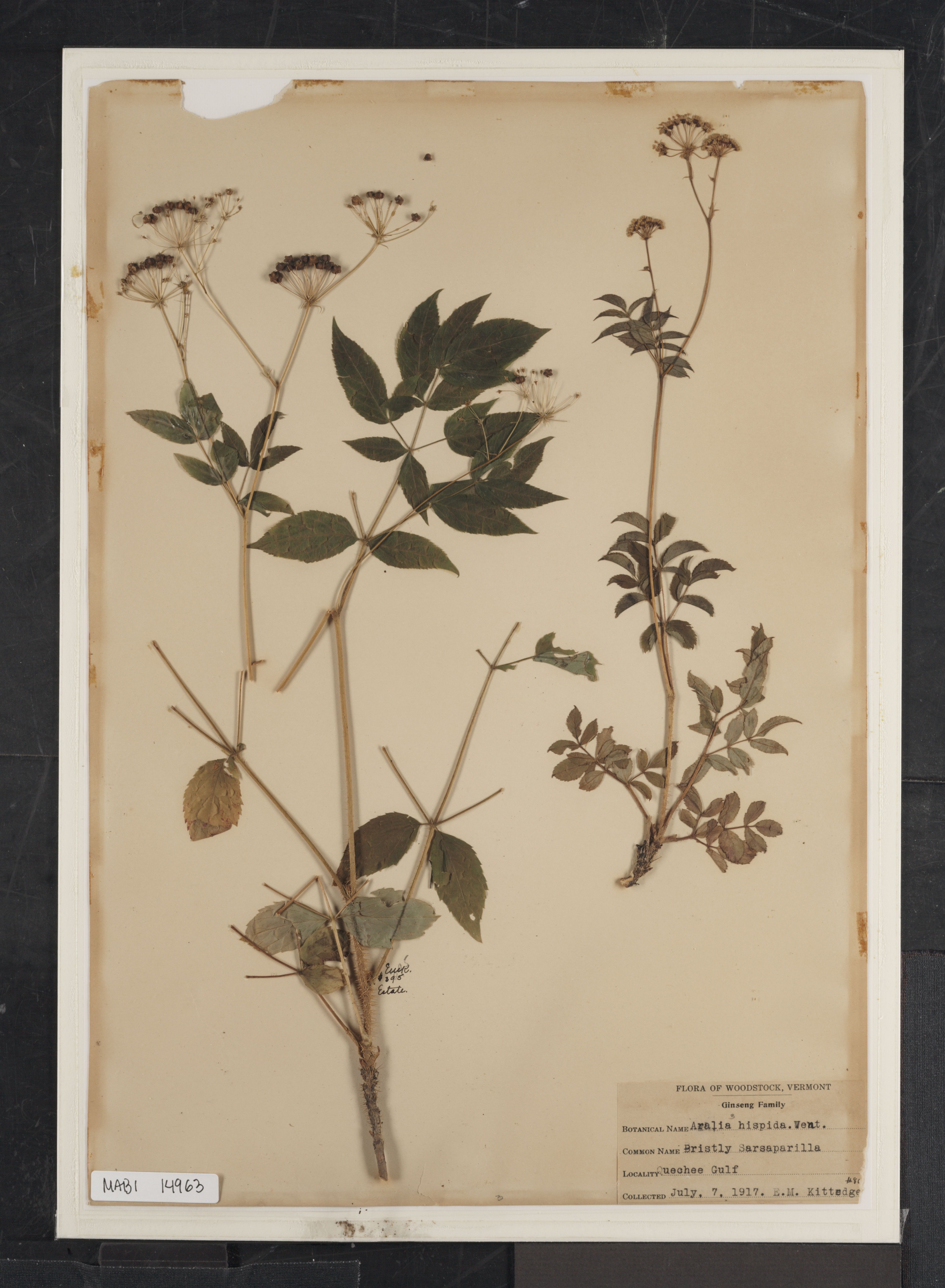 Preserved biological specimen on paper.