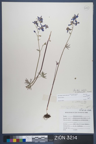 Herbarium Specimen Sheet 3214