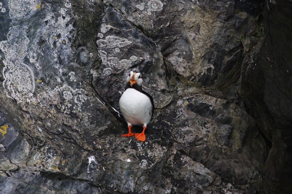 Horned Puffin