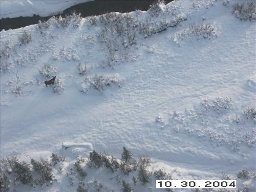4 Gates of the Arctic National Park and Preserve Koyukuk Moose Survey 2004