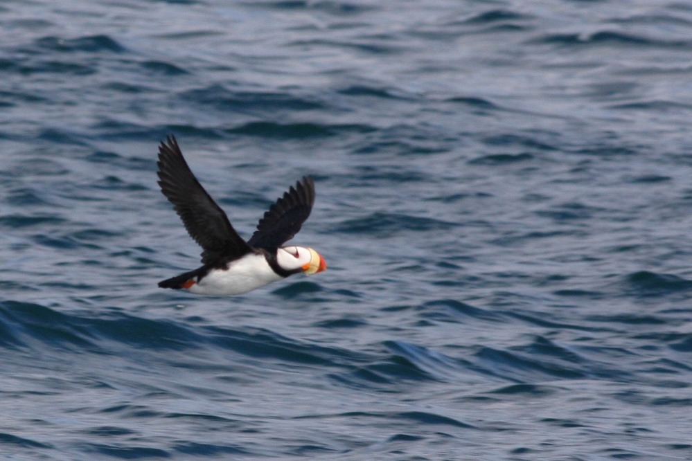 Horned Puffin