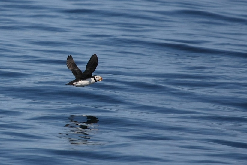 Horned Puffin