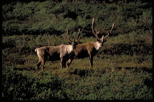 Denali National Park and Preserve, Alaska