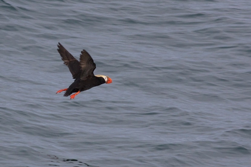Tufted Puffin