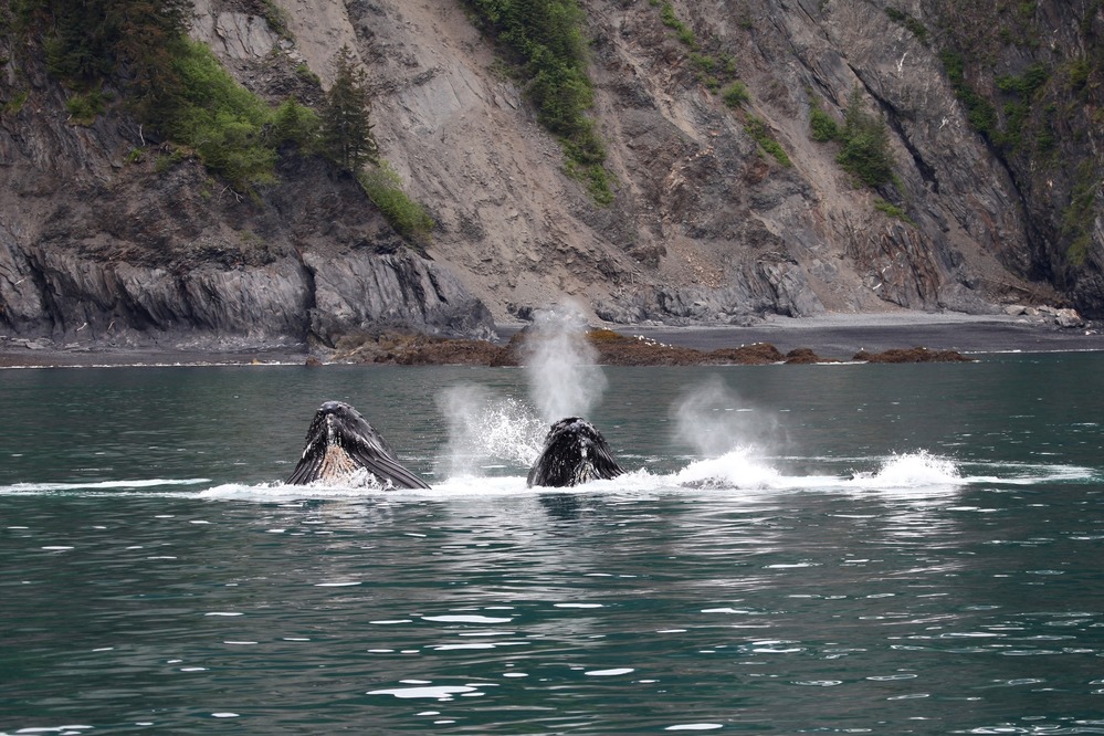 Humpback whales "bubble-net" feeding