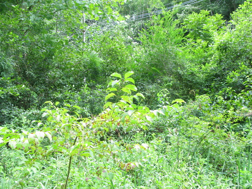 GRSM Accuracy Assessment. Plot Code: GRSM_AA_0809_3