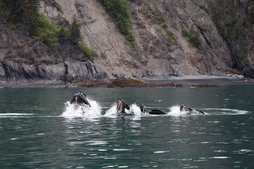 Humpback whales "bubble-net" feeding