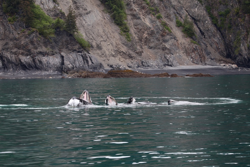 Humpback whales "bubble-net" feeding