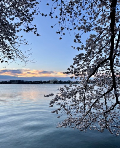 Cherry blossom branches in bloom hanging over a tidal basin with the Thomas Jefferson Memorial on the other side at dawn