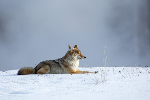 Coyote rests on snow covered ground with steaming rising in the background.