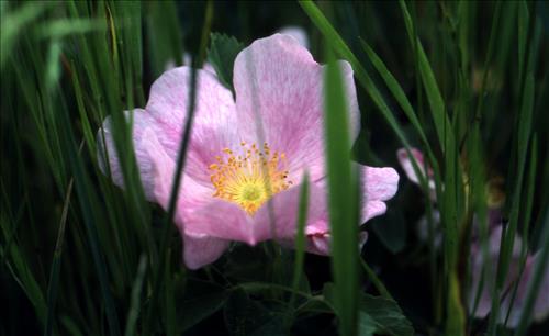 Badlands Flowers: Red, Pink, Blue