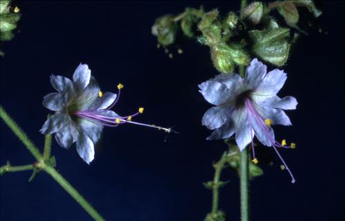 Badlands Flowers: Red, Pink, Blue