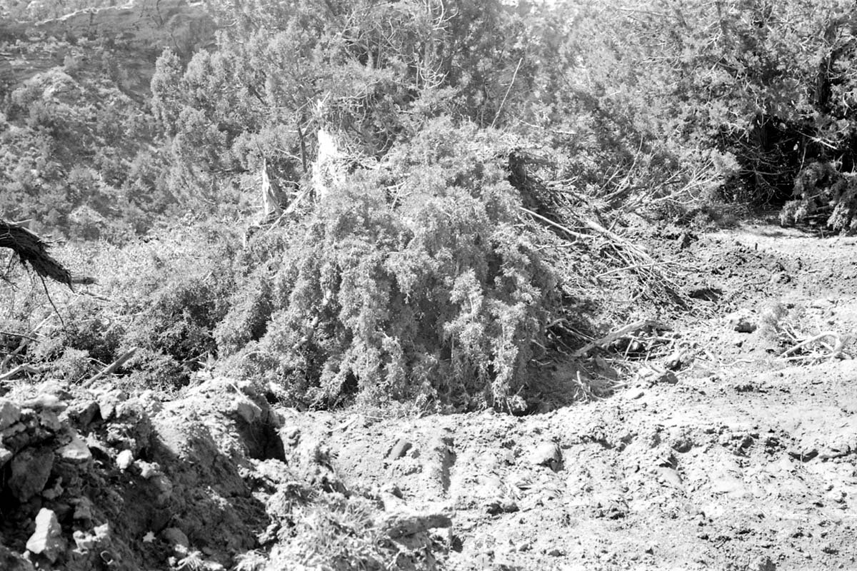 BW photo of the 1937 grazing study 35MM. Tree debris.