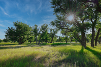 Morning sun shining through cottonwood trees at Bent's Old Fort National Historic Site