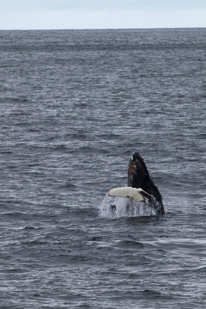Humpback breaching