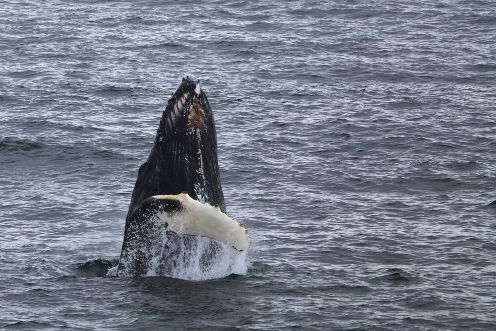 Humpback breaching