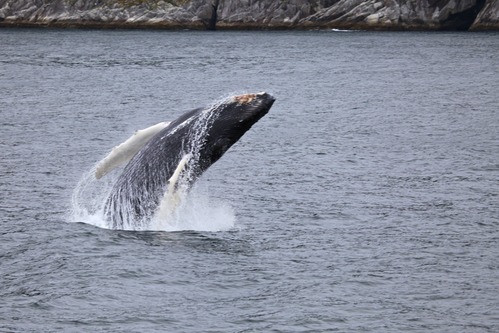 Humpback breaching
