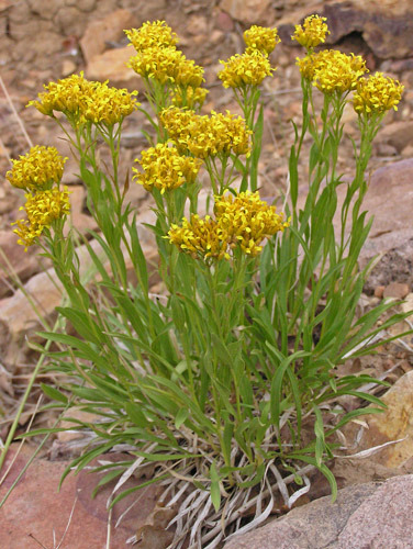 Rock goldenrod