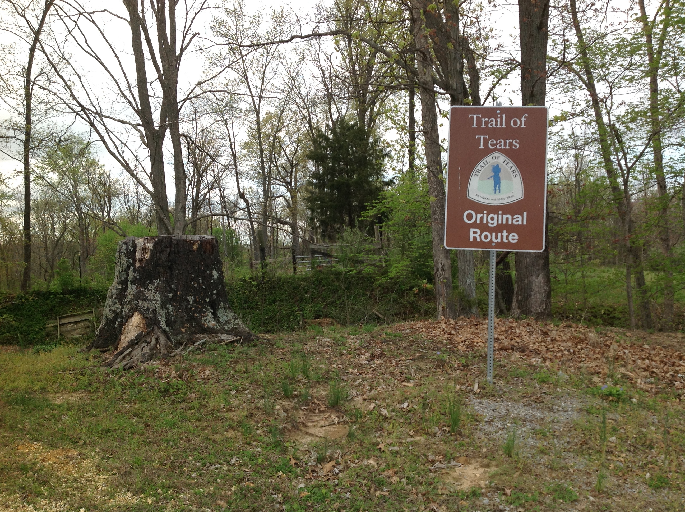 A tree stump in the middle of a wooded area.