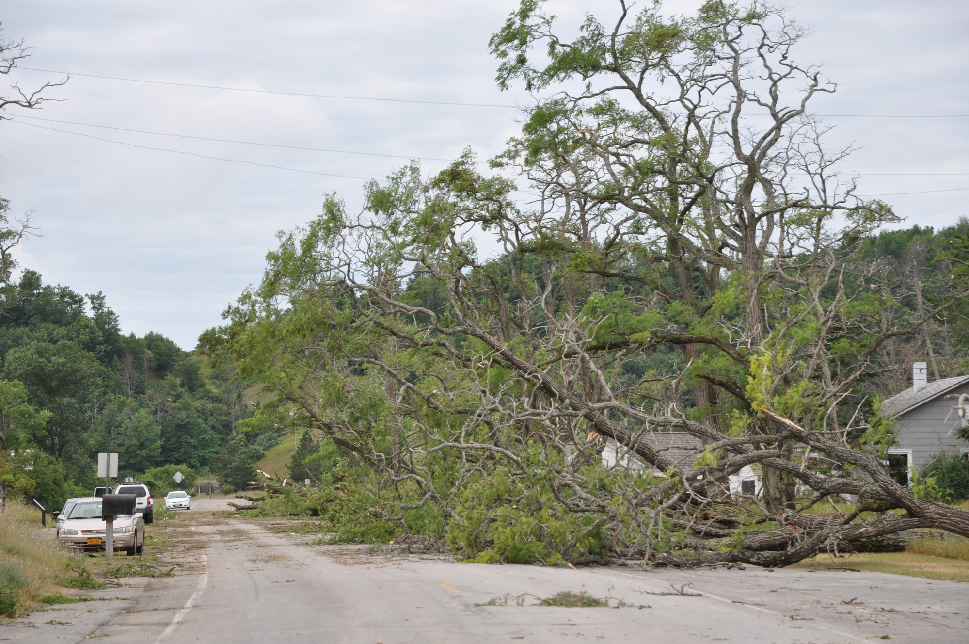 Multiple very large trees lying across a paved road 