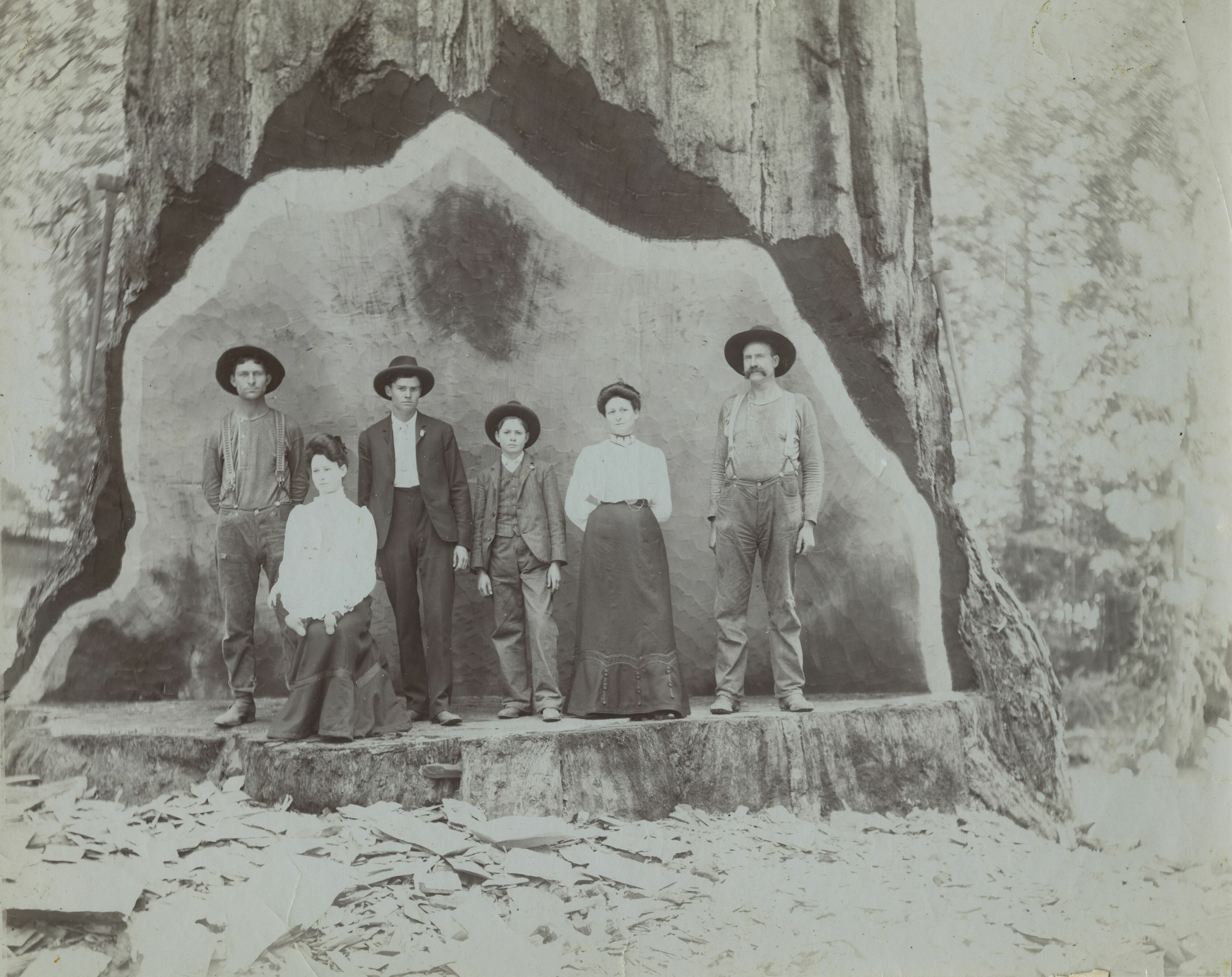 SEKI Roberts Collection Series: 3 Prints; 2 Medium; 13 Sequoias