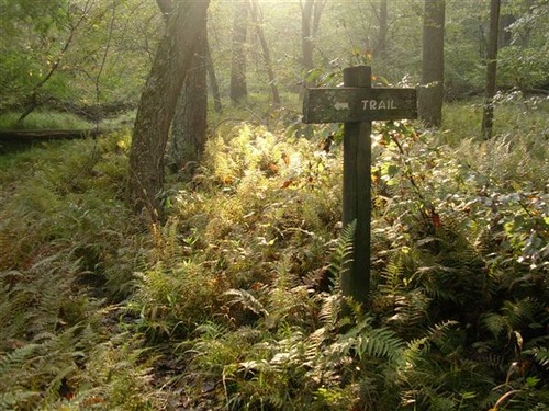 A sign that says "trail" with an arrow pointing left in the forest. 