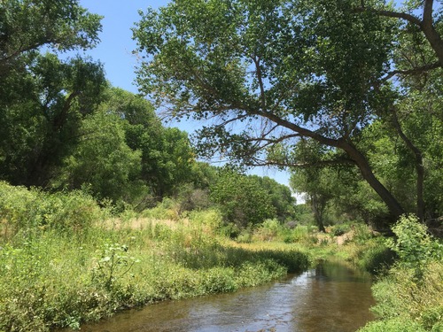 river with overhanging cottonwoods and vegetation